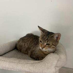 Image of Luna, Lost Cat