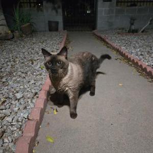 Image of N/A, Found Cat