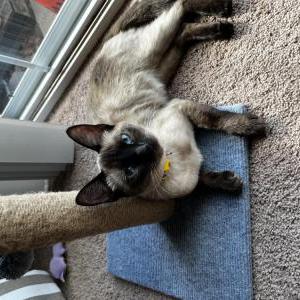 Image of Willa, Lost Cat