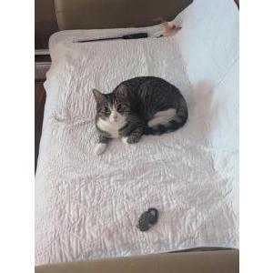 Image of Piplup, Lost Cat