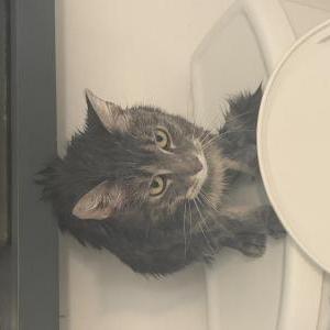 Image of Vesper, Lost Cat