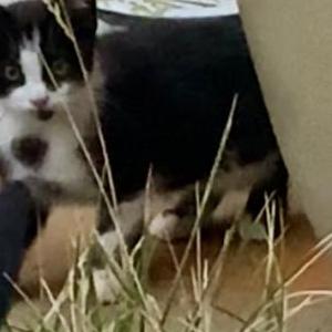Image of Ninny, Lost Cat