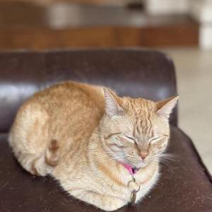 Image of Hazel, Lost Cat