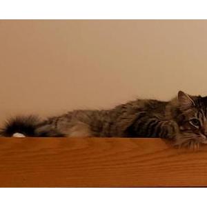 Image of oscar, Lost Cat