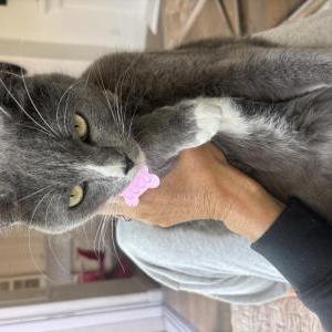 Image of Coco, Lost Cat