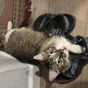 Image of Jackie Forbes, Lost Cat