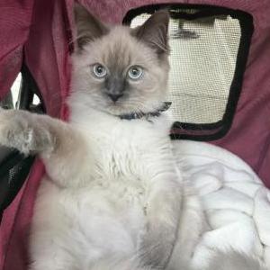 Lost 2 Bernardo (California)