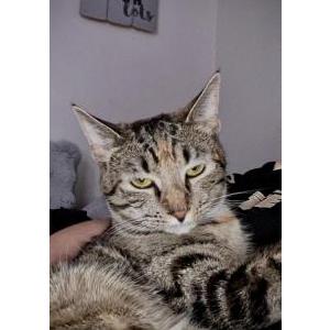 Image of Beyoncé, Lost Cat