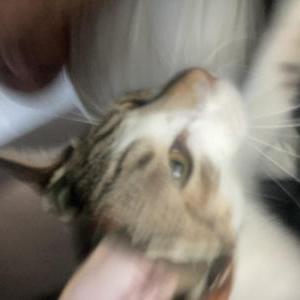 Image of Dililah, Lost Cat