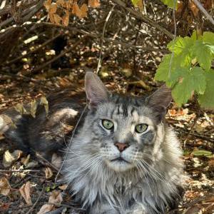 Image of Simba, Lost Cat