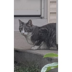Image of Charlie, Lost Cat