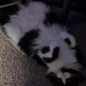 Image of Roxanne, Lost Cat