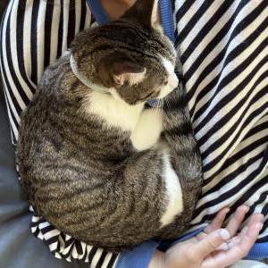 Image of Pipper, Lost Cat