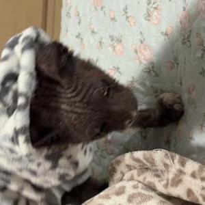 Image of Milo, Lost Cat
