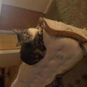 Image of Suki, Lost Cat