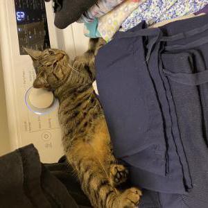 Image of Sprinkles, Lost Cat