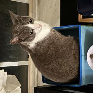 Image of Sped, Lost Cat
