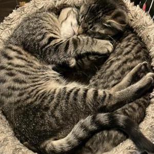 Lost 2 Mewana & Pepper (Rhode Island)