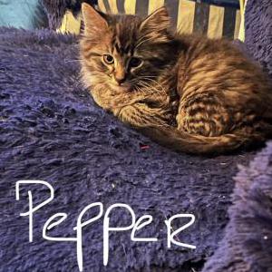 2nd Image of Mewana & Pepper, Lost Cat