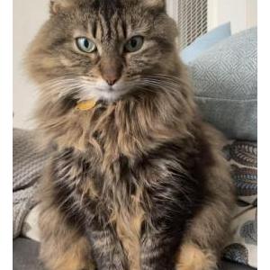 Image of Porky, Lost Cat