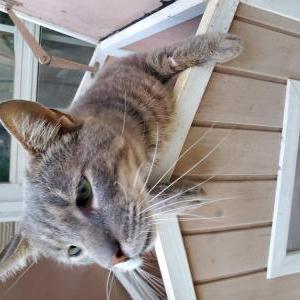 Image of Homie, Lost Cat