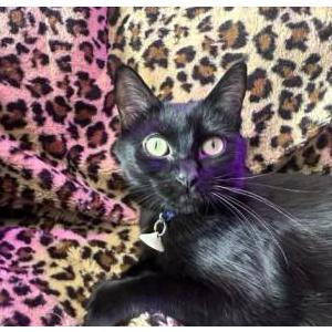 Image of Pooka, Lost Cat