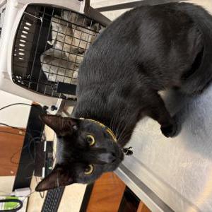 Image of Sid, Lost Cat