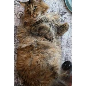Image of Mia, Lost Cat