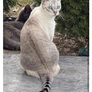 Image of yuki, Lost Cat