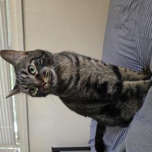 Image of Haru, Lost Cat