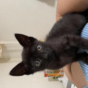 Image of Toothless, Lost Cat