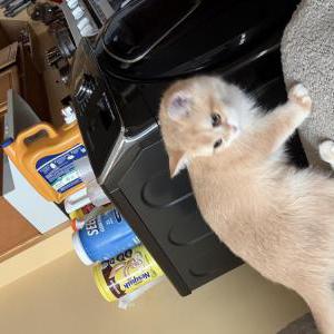 Lost Cat Goldb