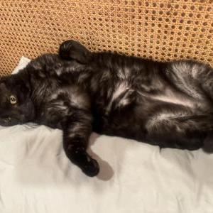 Image of Binx, Lost Cat