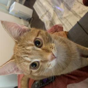 Image of Sanaa, Lost Cat
