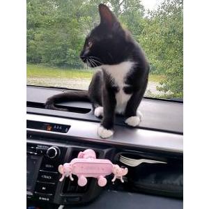 Image of Stitch, Lost Cat