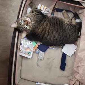 Lost Cat Chopper