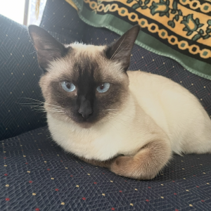 Lost Cat Rosie
