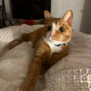 Image of Driver, Lost Cat
