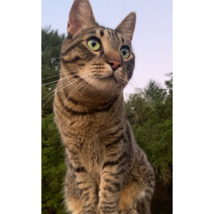 Lost 2 Oliver (California)