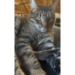 2nd Image of Oliver, Lost Cat