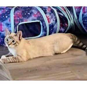 Image of Caliber, Lost Cat