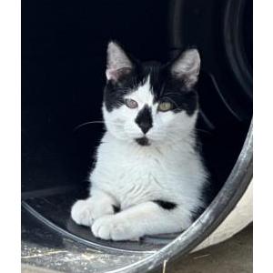 Image of Pippin, Lost Cat