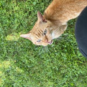 Image of Tiger, Lost Cat
