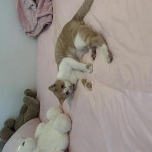 Image of Quesito, Lost Cat