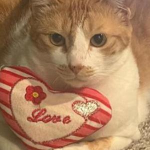 Image of Cleo, Lost Cat