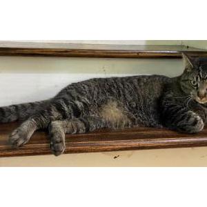 Image of Pinto, Lost Cat