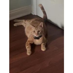 Image of Raja, Lost Cat