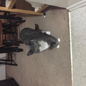 Image of Oliver, Lost Cat