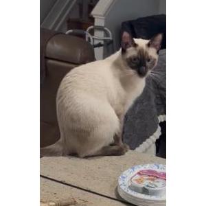 Image of Kiki, Lost Cat