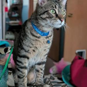 Image of Purrcy, Lost Cat